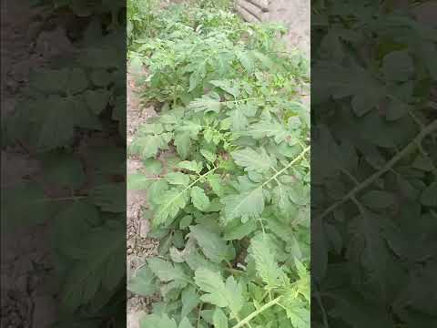 EL QUE SIEMBRA COSECHA TUNUYAN MENDOZA ARGENTINA 2025