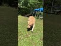 Sims Dozer ️