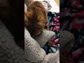 Bengal Mix Kitten Claiming The Gray Teddy Blanket