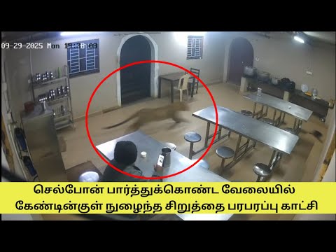 Leopard Enters Canteen Near Kotagiri – CCTV Footage Goes Viral