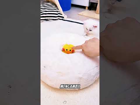 🐱 Anak Kucing Lucu Cari Tempat Hangat 😿🧥 #shortsviral