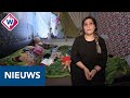 Kinderen van Rasha werden ontvoerd naar Syrië - OMROEP WEST
