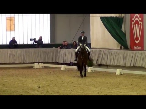 FÜRST WILLIAM - Sportprüfung f. gekörte Hengste Münster-Handorf 2016