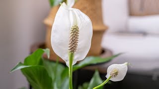 Peace Lily (Spathiphyllum) Care & Growing Guide - Plant Mom Care