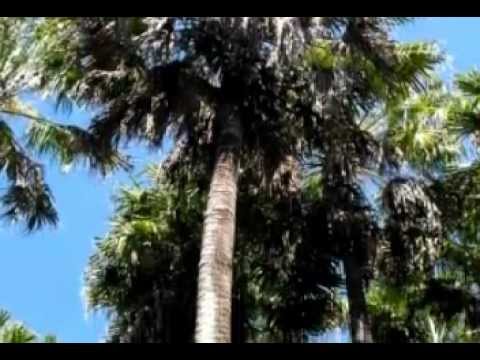 Pacific Palms.wmv