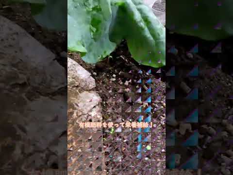 木の根元にある灰