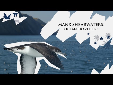 Get acquainted with Manx shearwater our epic ocean travellers | Save Our Wild Isles