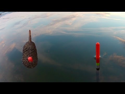 DVA ZRNA PSENICE NA TRN - 4K VIDEO