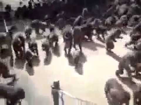 Monkey Tsunami    Must see