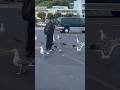Feeding The Birds In Sausalito California Dreamercouple Explorer Birds Pigeons Seagulls