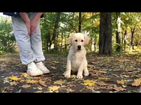 Labrador Retriever puppy for sale