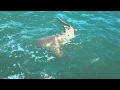 Mark Wagner catches a huge Nurse Shark.AVI