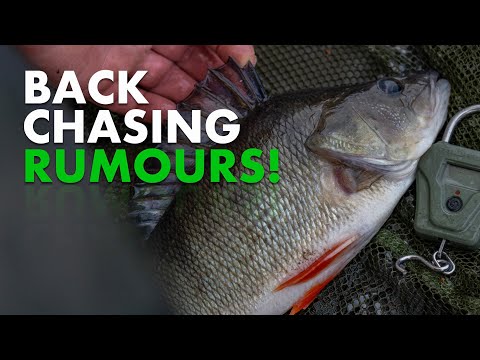 Fishing For BIG PERCH With Prawns - Part Two