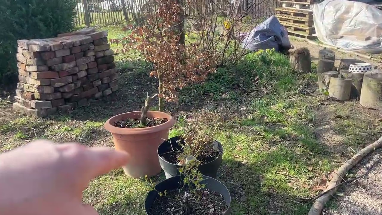 Liegeplätze beim Hund: Wer liegt wo – und warum?