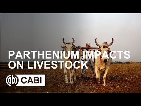 Parthenium impacts on livestock Video