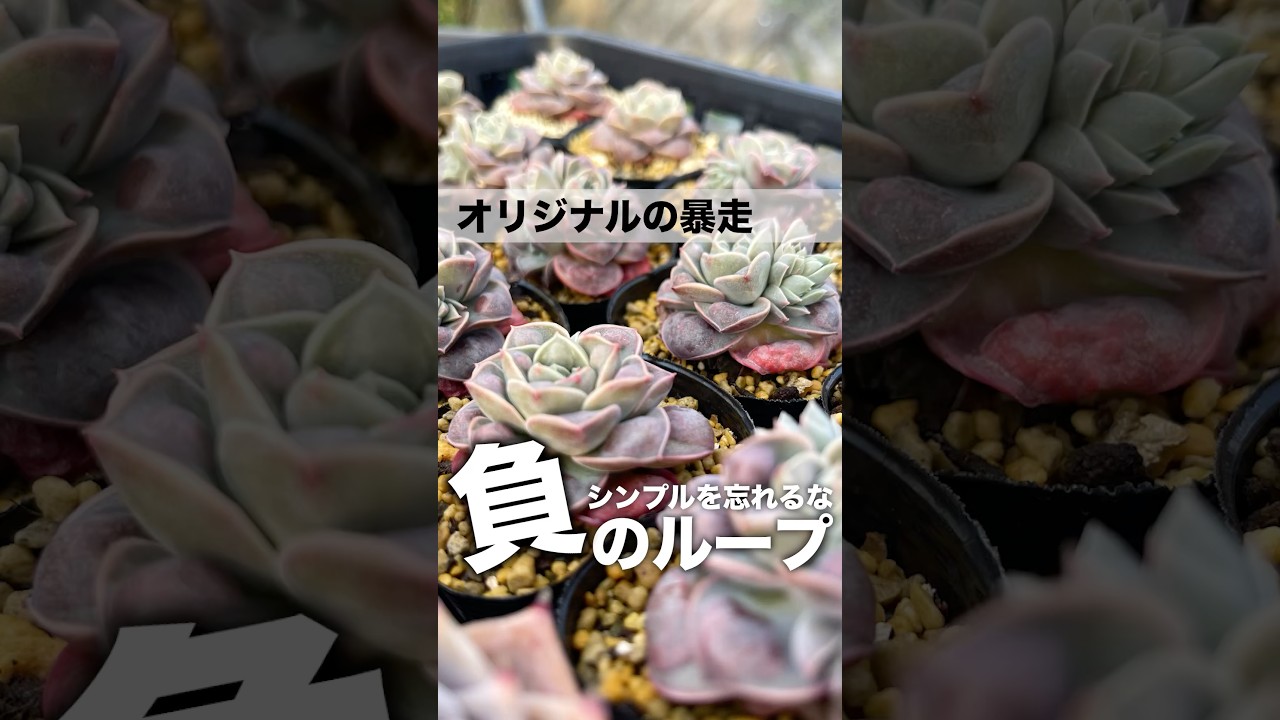 オリジナルの暴走に待て❗️こだわる前にシンプルにいこう　#エケベリア #succulent #多肉植物 #モキモキ