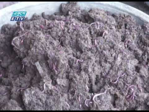 ঝিনাইদহের প্রত্যন্ত গ্রামে সজীবের জৈব সারের কারখানা