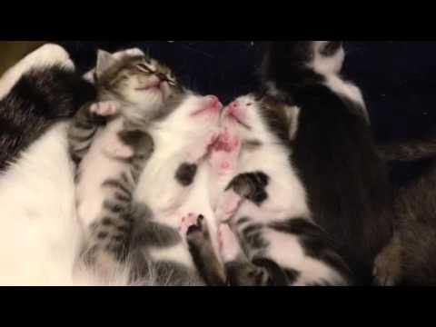 Kitten Twitching While Sleeping
