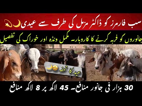 Complete fattening farm feasibility and diet chart II Fattening business guidelines and diet plan