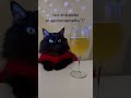 Theeveryday🤪🥳               #funnyvideos #cats #drink #alcohol #fyp