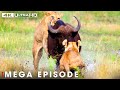 Ultimate Predators When Lion Attack Ep 3 MEGA EPISODE Nature Animal Documentary