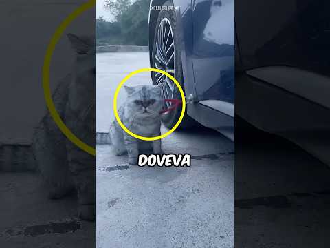 HA MESSO UNA CALAMITA AL SUO GATTO ED HA TROVATO UNA COSA PAZZESCA! 🤯 #virale #animali