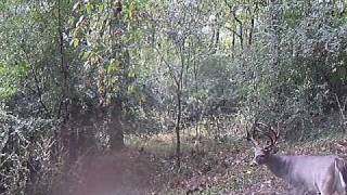 Big 8 Point again - 2nd video - Wildgame Innovations WGI - X6c  Camera