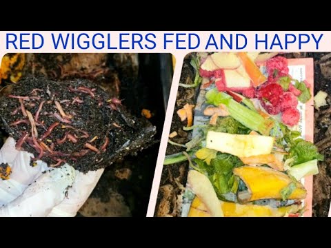 No Coconut Coir Worm Bin Fed | Avocado Still Providing Nice Worm Balls | Vermicomposting