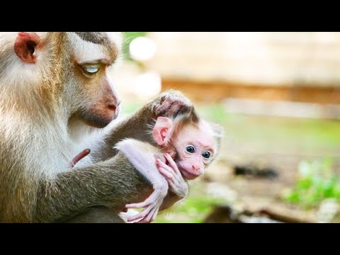 Good Mum..! Monkey Rozy takes care of her baby so well (she teaches her baby a lot).