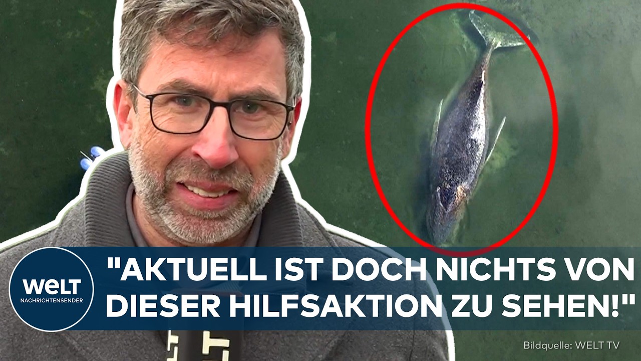 INSEL POEL: "Man sollte die Euphorie bremsen!" Letzte Rettungsmission für Buckelwal Timmy scheitert?