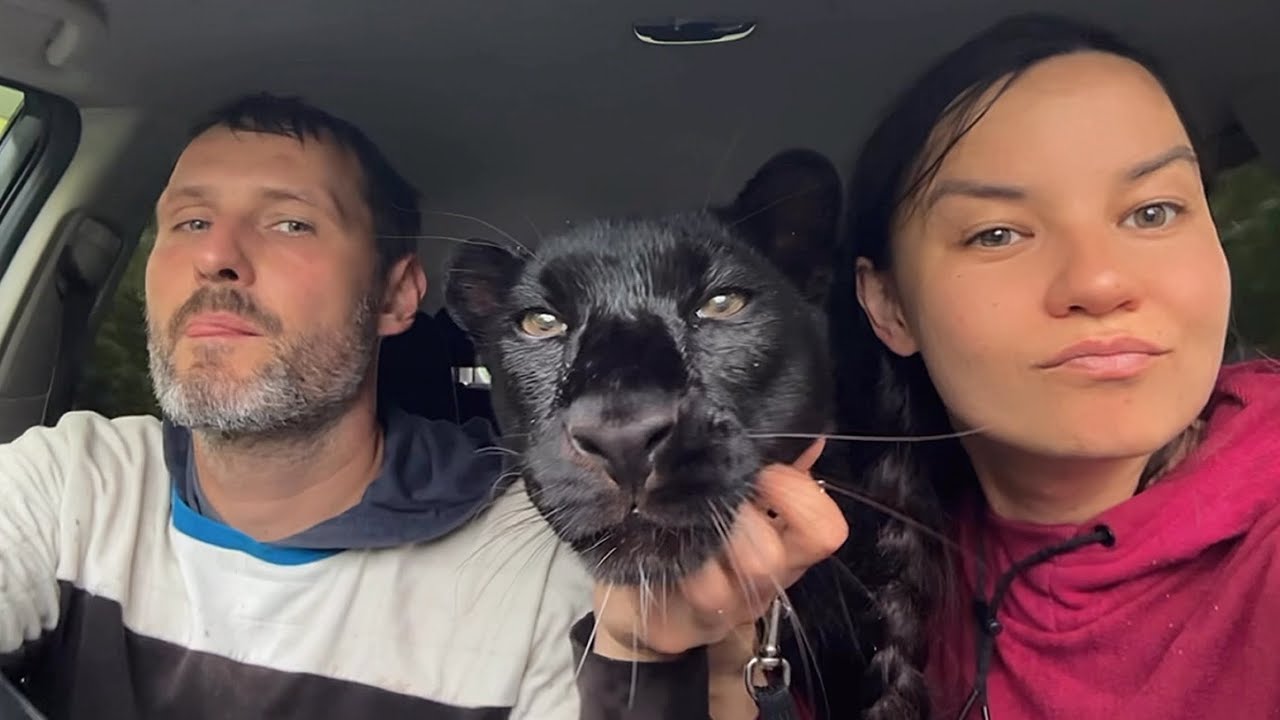 Luna and Venza are on the trail of wild animals 🐾🦌🐇(ENG SUB)