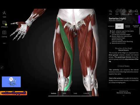LOWER LIMB MUSCLES-ANTERIOR COMPARTMENT OF THIGH PART-2# ANATOMY #MBBS#1st yr#medicine with yugandhi