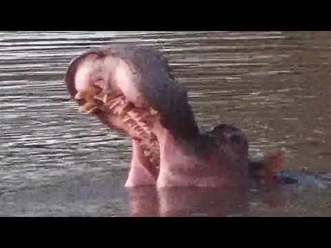 Djuma: Hippo playing with stick in the dam - 18:33 - 03/04/20