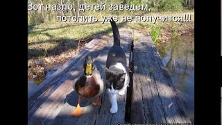Кошки летом - жаркие фото 2014 года