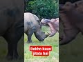 Rhino vs hippo fight #shorts #shortvideo #viralshorts #viral #shortfeed #trending #ytshorts #short