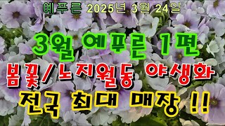 25년3 24) 1편 봄꽃/ 야생화 전국최대매장