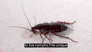 Can Cockroach Give Milk?