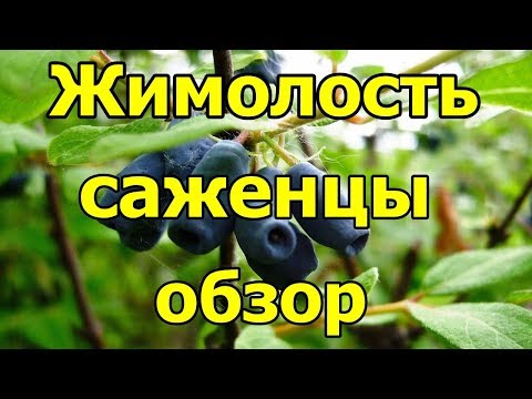 Жимолость саженцы. Обзор. Где купить.