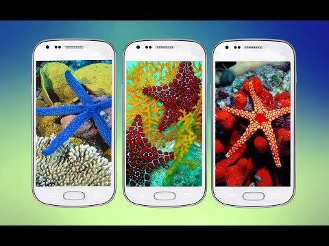 Starfish 3D Free Live Wallpaper Video
