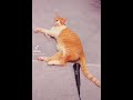 Mega Cat Farting Sound Scare