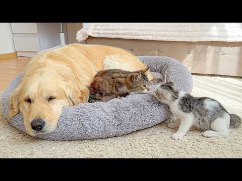 YouTube 썸네일
