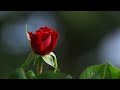 Joan Baez - I Once Loved a Boy (Lyrics)  [HD]