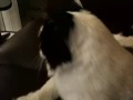 Cat Meow Attack