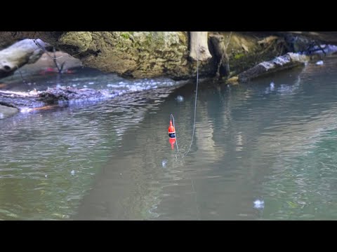 Michigan Salmon BOBBER DOWNS! - King Salmon River Fishing 2022