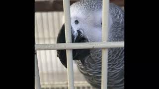 富士花鳥園　2025年1月10日