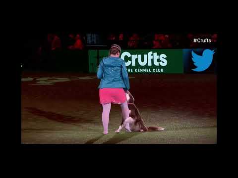 Nicci and Elsa crufts freestyle 2023 winner