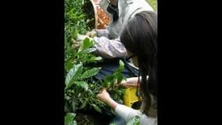 preview picture of video 'Japan 2012 Tea Travels Gyokuro Harvest Lesson.AVI'