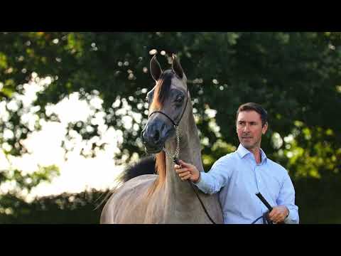 FLAXMAN'S VARAZJA - (Shiraz de Lafon x El Azja), 2022 Filly