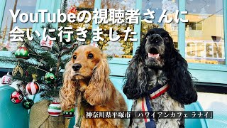 【犬連れOKカフェ・食事編#9】YouTubeの視聴者さんに会いました〈神奈川県平塚市ハワイアンカフェ  ラナイ〉　イングリッシュコッカースパニエル｢みみ｣の気持ち