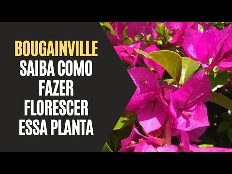 , title : 'Bougainville (Primavera): Saiba Como Fazer Florescer Essa Planta'